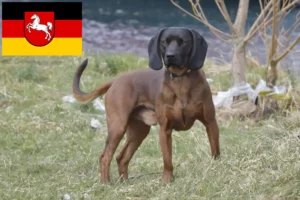 Read more about the article Bavarian Mountain Hound crescători și căței în Saxonia Inferioară