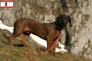 Read more about the article Bavarian Mountain Hound crescători și căței în Berlin
