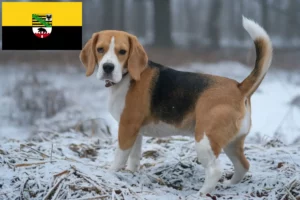 Read more about the article Crescători de Beagle și căței în Saxonia-Anhalt