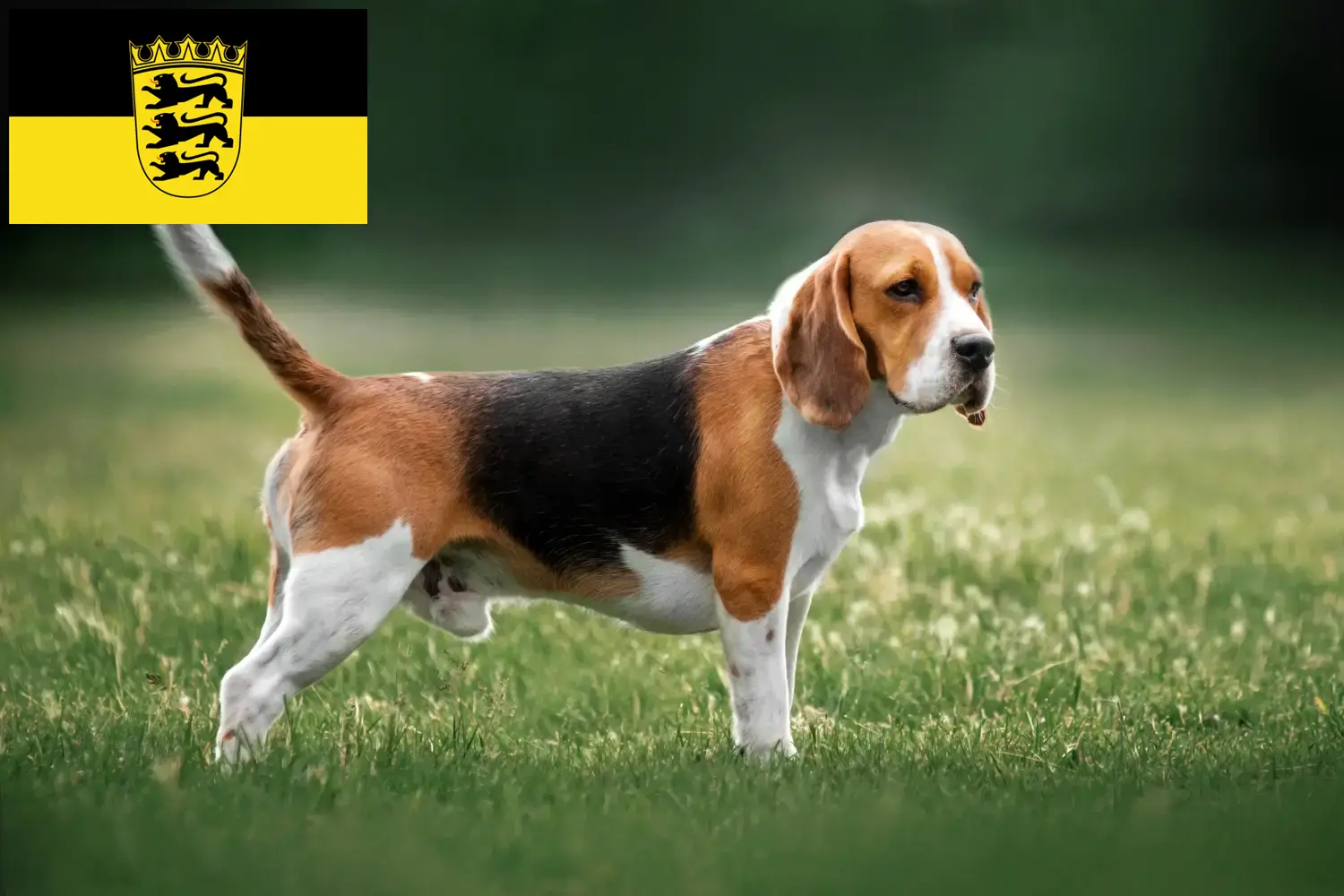 Beagle căței și crescători Baden-Württemberg Aici puteți găsi crescători de Beagle în Baden-Württemberg.