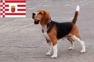 Read more about the article Beagle crescători și căței în Bremen