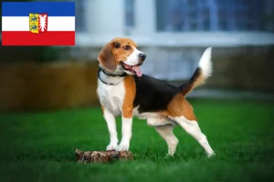 Read more about the article Crescători de Beagle și căței în Schleswig-Holstein