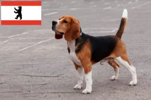 Read more about the article Beagle crescători și căței în Berlin