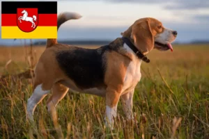 Read more about the article Crescători de Beagle și căței în Saxonia Inferioară