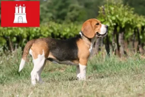 Read more about the article Beagle crescători și căței în Hamburg