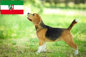 Read more about the article Crescători de Beagle și căței în Renania de Nord-Westfalia
