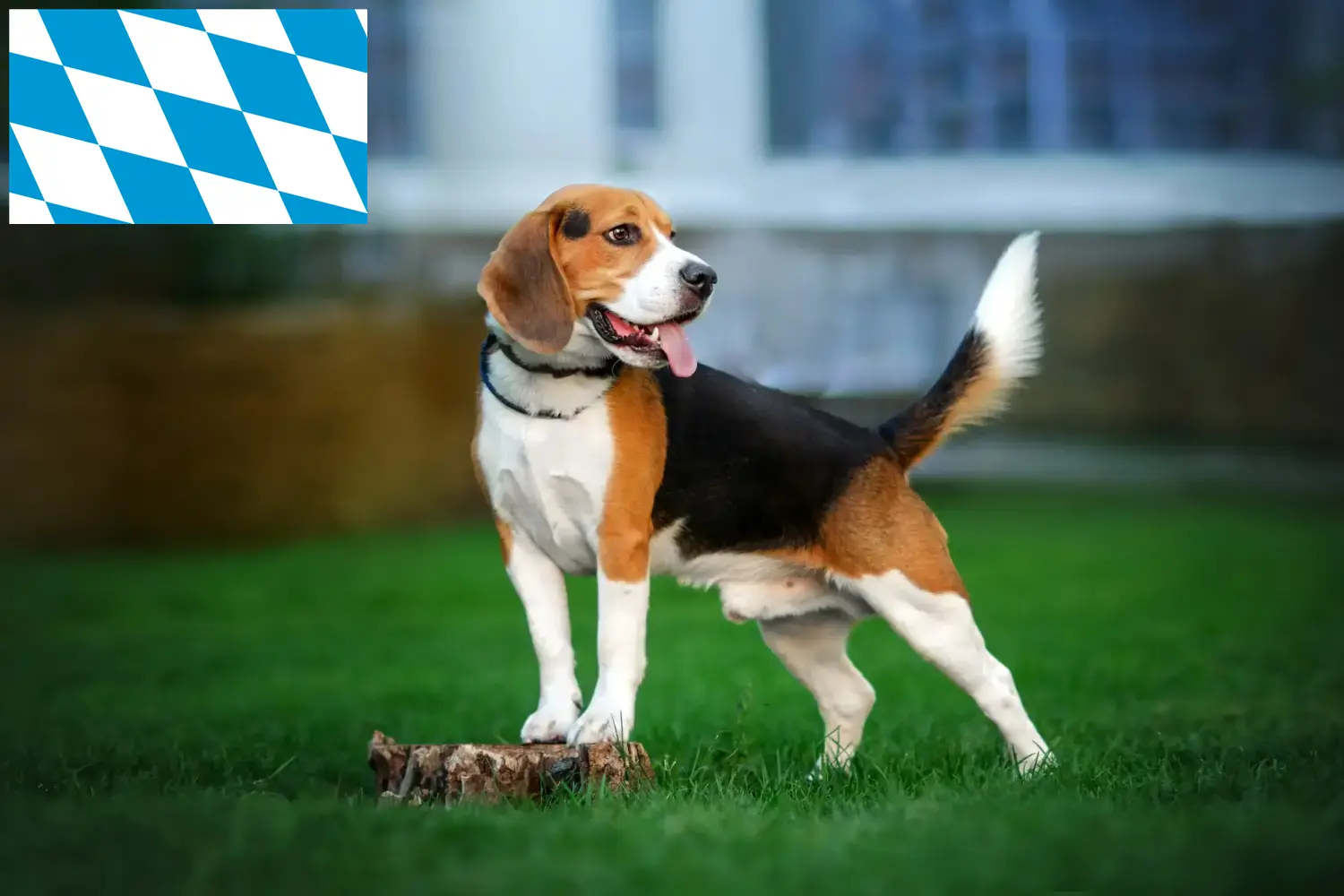 Beagle căței și crescători Bavaria Aici puteți găsi crescători de Beagle în Bavaria.