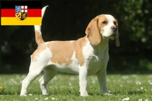 Read more about the article Crescători de Beagle și căței în Saarland