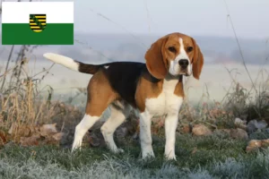 Read more about the article Crescători de Beagle și căței în Saxonia