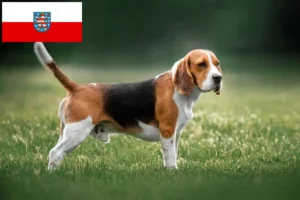 Read more about the article Crescători de Beagle și căței în Thuringia