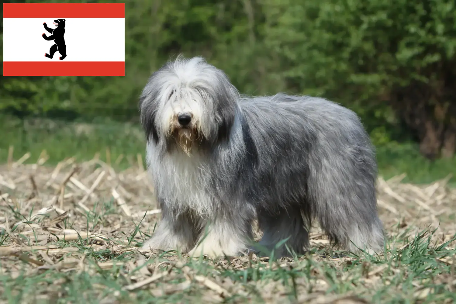 Read more about the article Bearded Collie crescători și căței în Berlin
