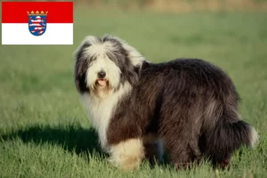 Read more about the article Bearded Collie crescători și căței în Hessen