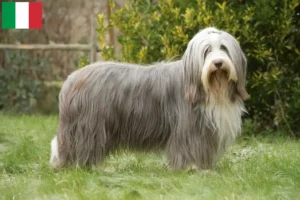 Read more about the article Bearded Collie crescători și căței în Italia