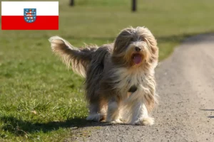 Read more about the article Bearded Collie crescători și căței în Thuringia