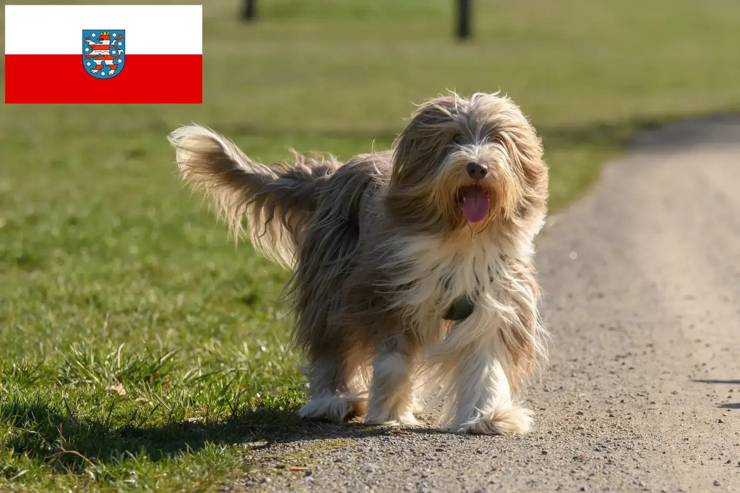 Read more about the article Bearded Collie crescători și căței în Thuringia