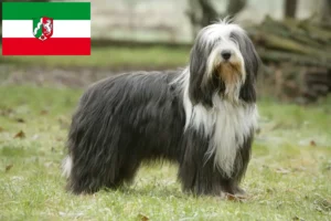Read more about the article Bearded Collie crescători și căței în Renania de Nord-Westfalia