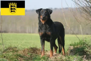 Read more about the article Beauceron crescători și căței în Baden-Württemberg