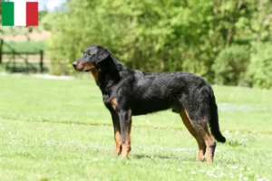 Read more about the article Beauceron crescători și căței în Italia