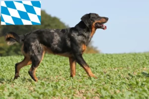 Read more about the article Beauceron crescători și căței în Bavaria