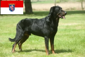 Read more about the article Beauceron crescători și căței în Hessen