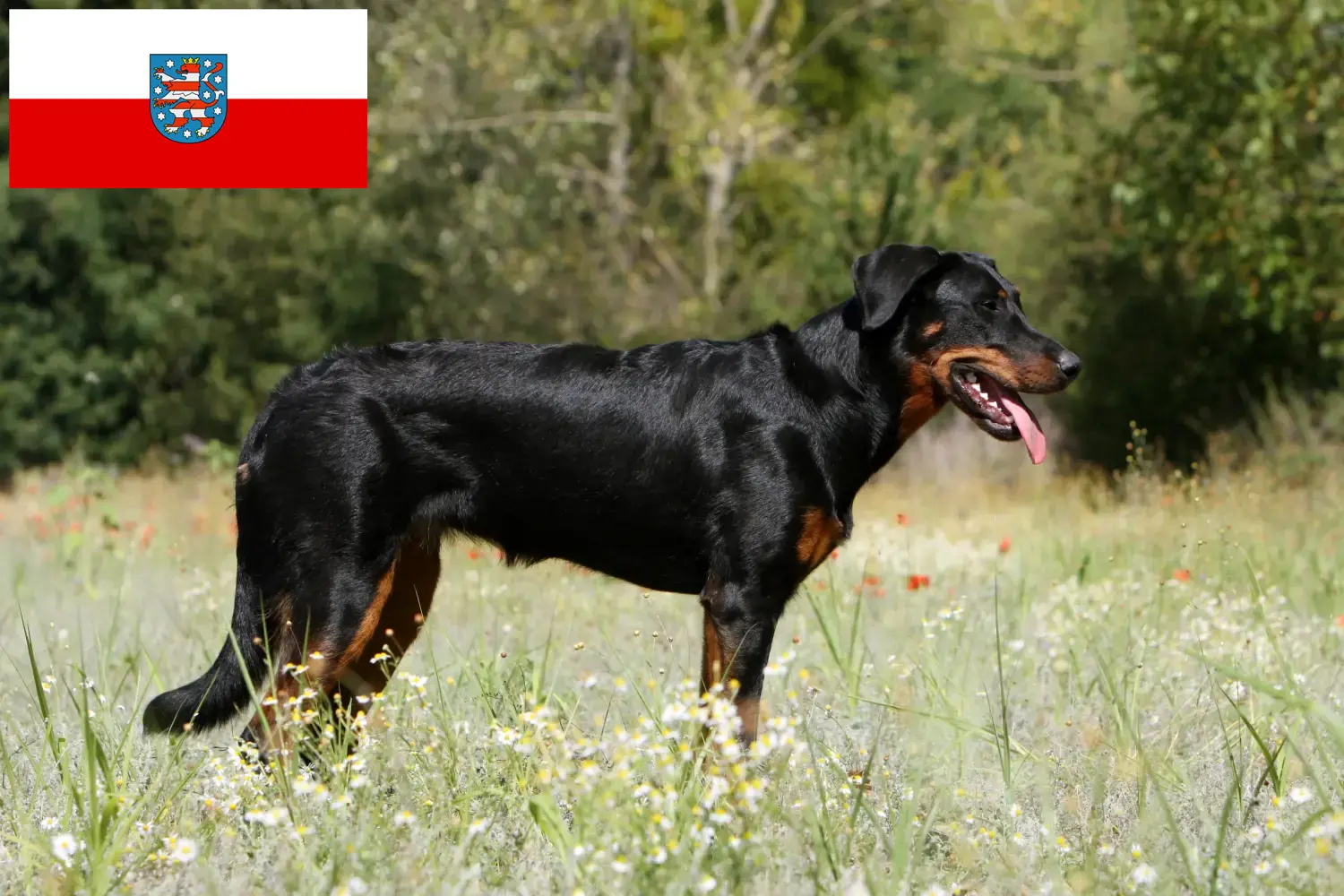 Read more about the article Beauceron crescători și căței în Thuringia