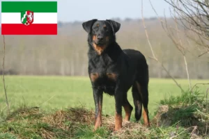 Read more about the article Beauceron crescători și căței în Renania de Nord-Westfalia