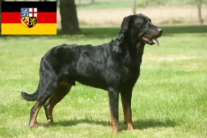 Read more about the article Beauceron crescători și căței în Saarland