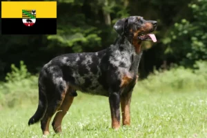 Read more about the article Beauceron crescători și căței în Saxonia-Anhalt
