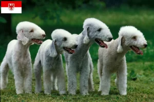 Read more about the article Bedlington Terrier crescători și căței în Brandenburg