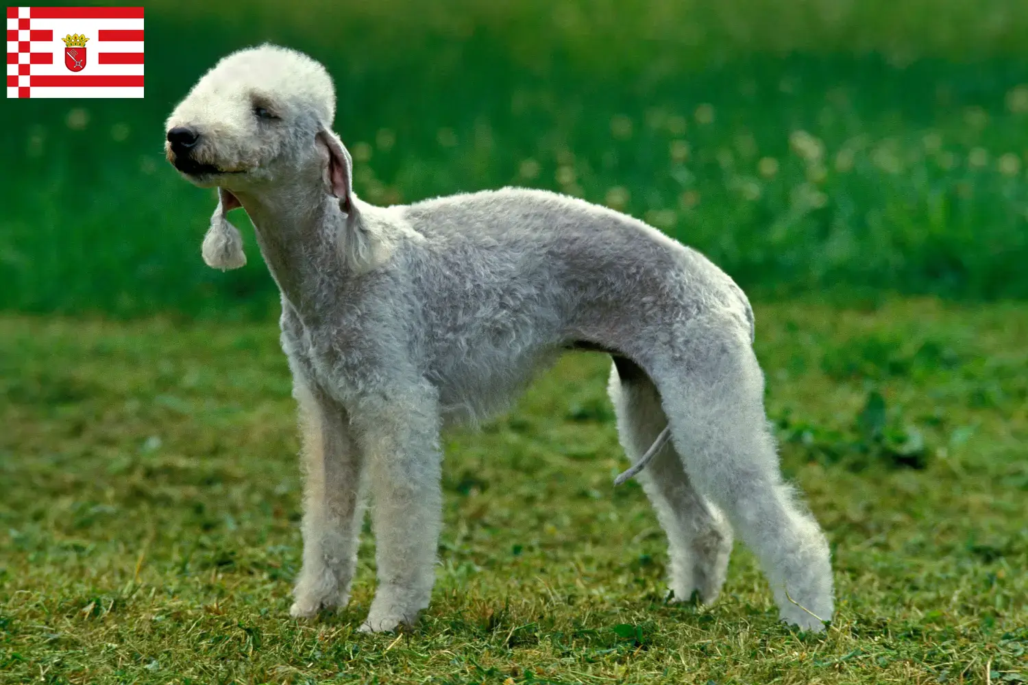 Bedlington Terrier căței și crescători Bremen Găsiți aici crescătorii de Bedlington Terrier în Bremen.