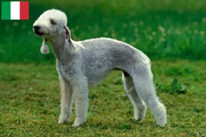 Read more about the article Bedlington Terrier crescători și căței în Italia