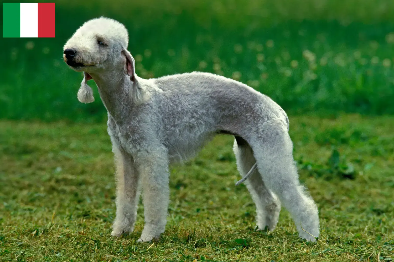 Bedlington Terrier căței și crescători Italia Găsiți crescătorii de Bedlington Terrier în Italia aici.