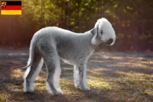 Read more about the article Bedlington Terrier crescători și căței în Renania-Palatinat