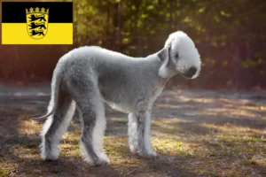 Read more about the article Bedlington Terrier crescători și căței în Baden-Württemberg