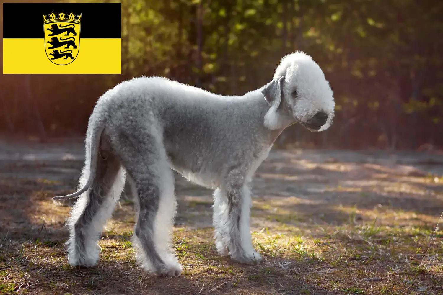 Bedlington Terrier căței și crescători Baden-Württemberg Aici puteți găsi crescători de Bedlington Terrier în Baden-Württemberg.