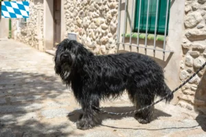 Read more about the article Bergamasker Ciobanesc Bergamasker Ciobanesc Dog Breeder și cățeluși în Bavaria