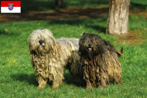 Read more about the article Bergamasker Ciobănesc Bergamasker Dog Breeder și căței în Hessen