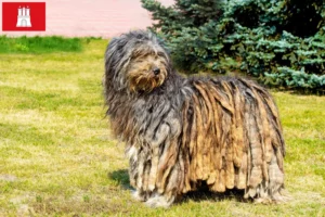 Read more about the article Bergamasker Ciobanesc Bergamasker Dog Breeder și căței în Hamburg