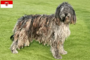 Read more about the article Bergamasker Ciobănesc Bergamasker Dog Breeder și căței în Brandenburg