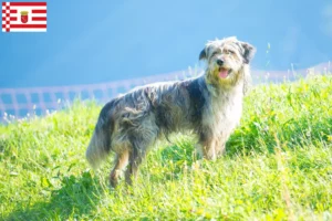 Read more about the article Bergamasker Ciobanesc Bergamasker Dog Breeder și căței în Bremen