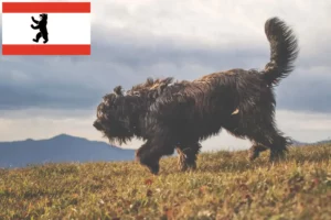 Read more about the article Bergamasker Ciobănesc Bergamasker Ciobanesc Câine Breeder și Cățeluși în Berlin