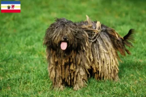 Read more about the article Bergamasker Ciobanesc Bergamasker Ciobanesc Câine Breeder și căței în Mecklenburg-Vorpommern