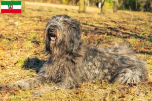 Read more about the article Bergamasker Ciobanesc Bergamasker Dog Breeder și cățeluși în Renania de Nord-Westfalia