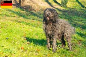 Read more about the article Bergamasker Ciobanesc Bergamasker Dog Breeder și căței în Renania-Palatinat