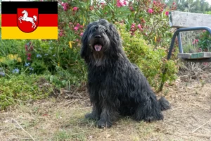 Read more about the article Bergamasker Ciobanesc Bergamasker Ciobănesc Câine Breeder și Cățeluși în Saxonia Inferioară