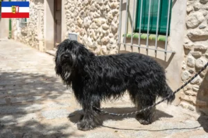 Read more about the article Bergamasker Ciobănesc Bergamasker Dog Breeder și căței în Schleswig-Holstein