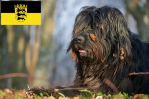 Read more about the article Bergamasker Ciobănesc Bergamasker Dog Breeder și cățeluși în Baden-Württemberg