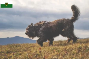 Read more about the article Bergamasker Ciobanesc Bergamasker Dog Breeder și căței în Saxonia
