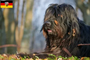 Read more about the article Bergamasker Ciobănesc Bergamasker Dog Breeder și cățeluși în Saarland