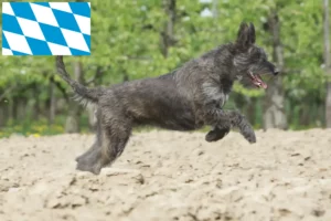 Read more about the article Berger de Picardie crescători și căței în Bavaria
